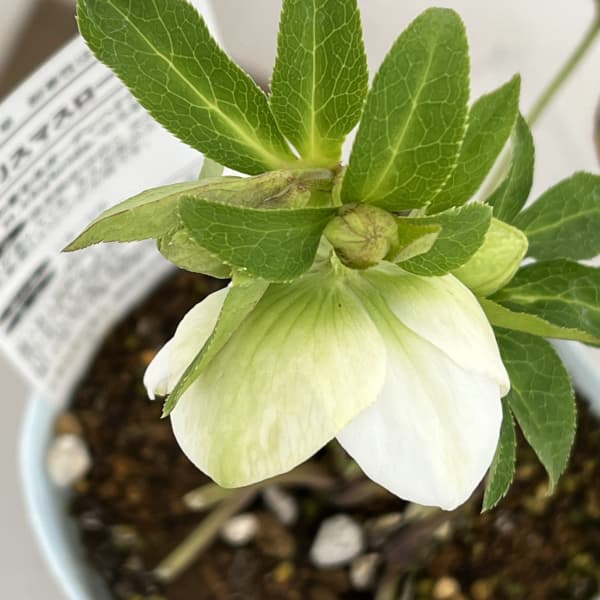 松村ナーセリーさんのクリスマスローズ：26-39のち紅　セミダブル／4号ロングポット【現品販売】