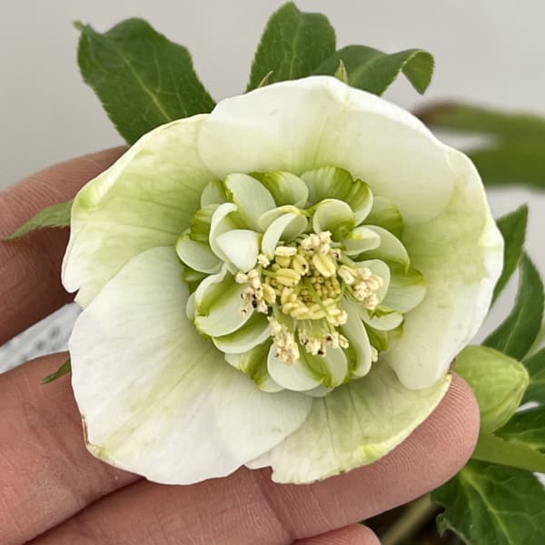 松村ナーセリーさんのクリスマスローズ：26-39のち紅　セミダブル／4号ロングポット【現品販売】