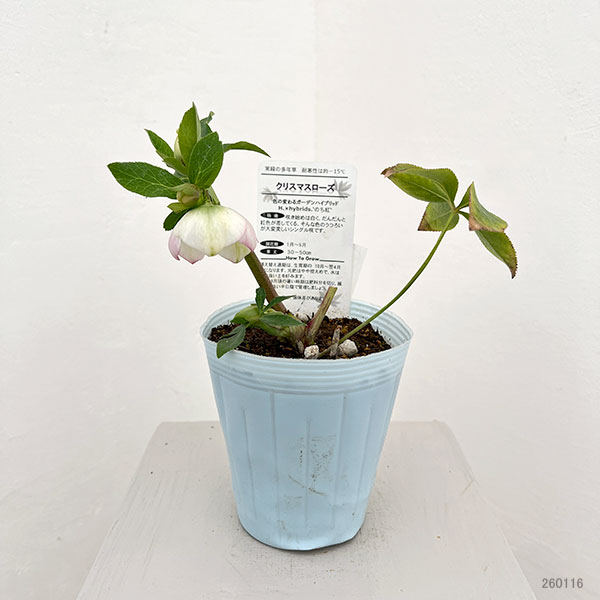 松村ナーセリーさんのクリスマスローズ:26-41のち紅/4号ロングポット【現品販売】