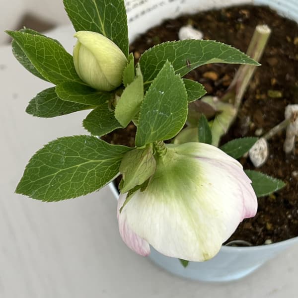 松村ナーセリーさんのクリスマスローズ:26-41のち紅/4号ロングポット【現品販売】