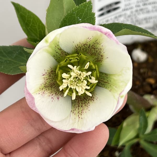 松村ナーセリーさんのクリスマスローズ:26-41のち紅/4号ロングポット【現品販売】