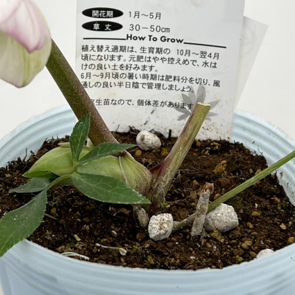 松村ナーセリーさんのクリスマスローズ:26-41のち紅/4号ロングポット【現品販売】