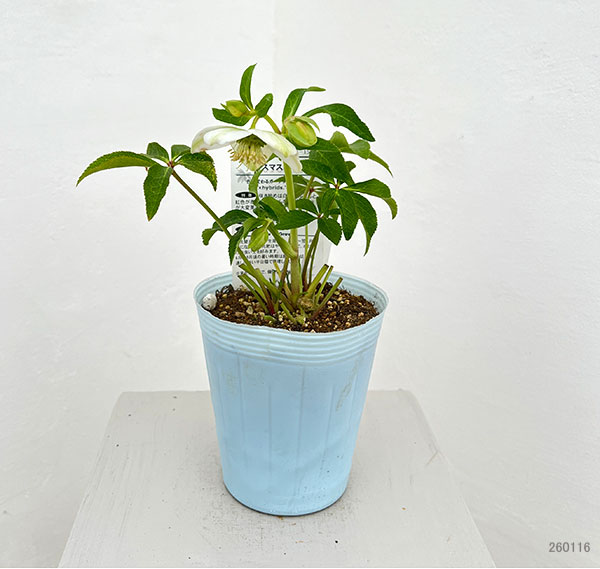 松村ナーセリーさんのクリスマスローズ：26-43のち紅／4号ロングポット【現品販売】