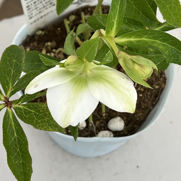 松村ナーセリーさんのクリスマスローズ：26-43のち紅／4号ロングポット【現品販売】