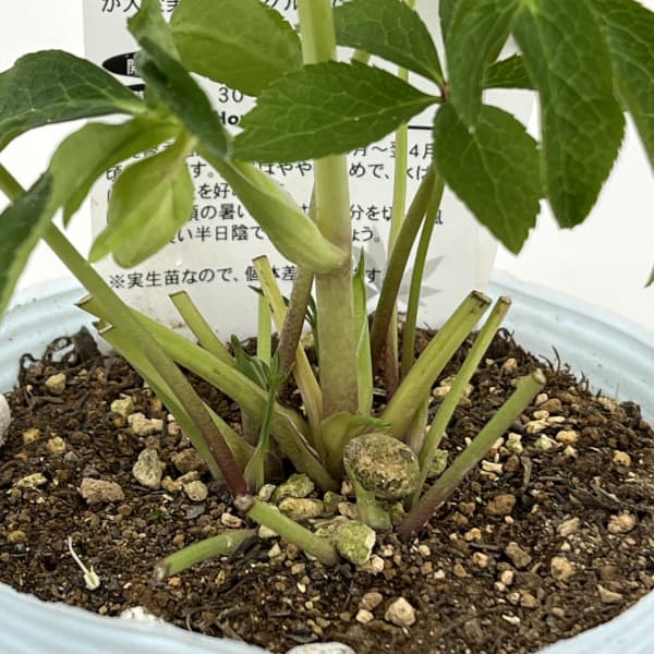 松村ナーセリーさんのクリスマスローズ：26-43のち紅／4号ロングポット【現品販売】