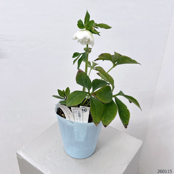 松村ナーセリーさんのクリスマスローズ：26-44ミニダブル／4号ロングポット【現品販売】