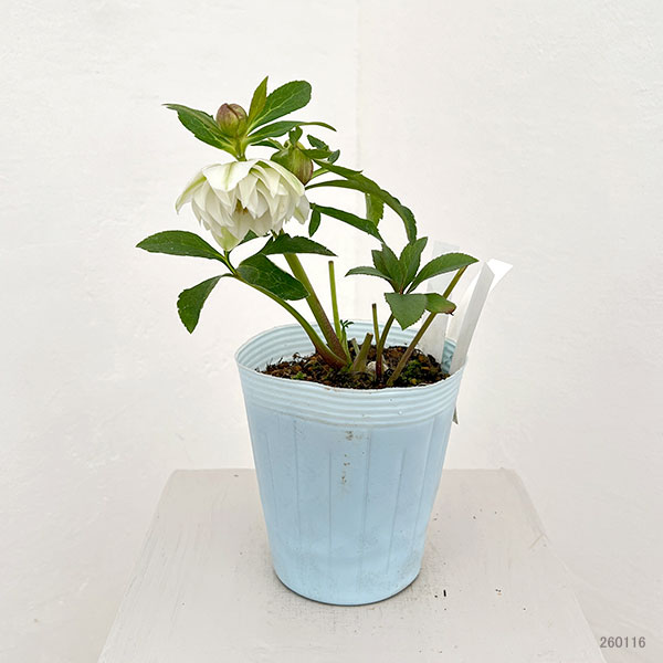 松村ナーセリーさんのクリスマスローズ：26-45ミニダブル／4号ロングポット【現品販売】