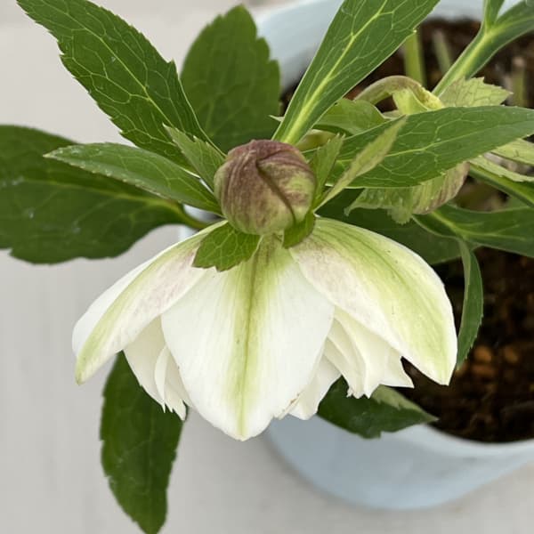 松村ナーセリーさんのクリスマスローズ：26-45ミニダブル／4号ロングポット【現品販売】