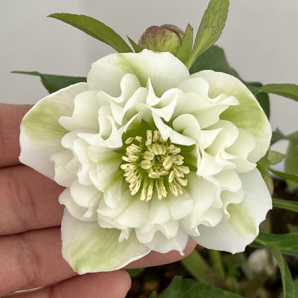 松村ナーセリーさんのクリスマスローズ：26-45ミニダブル／4号ロングポット【現品販売】