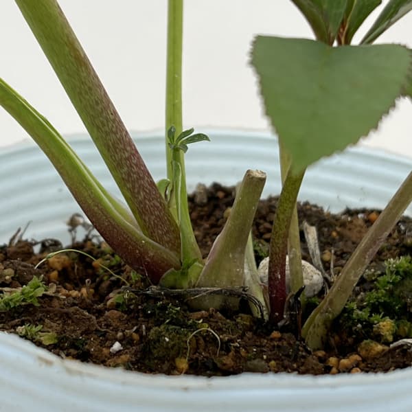 松村ナーセリーさんのクリスマスローズ：26-45ミニダブル／4号ロングポット【現品販売】