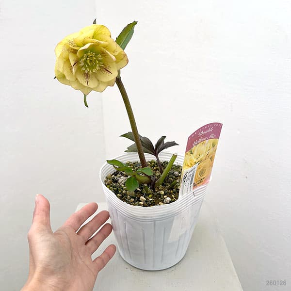 松村ナーセリーさんのクリスマスローズ：26-46ダブル　イエロー／5号ポット【現品販売】