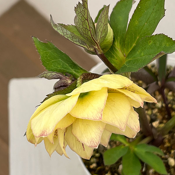 松村ナーセリーさんのクリスマスローズ：26-46ダブル　イエロー／5号ポット【現品販売】