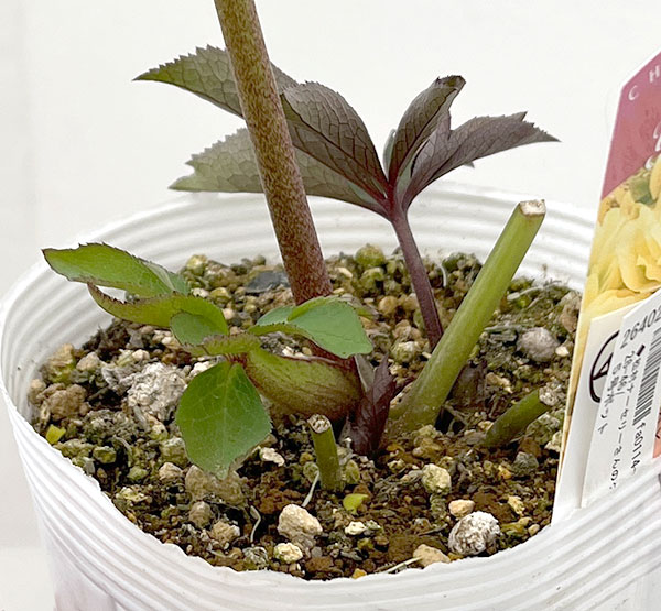 松村ナーセリーさんのクリスマスローズ：26-46ダブル　イエロー／5号ポット【現品販売】