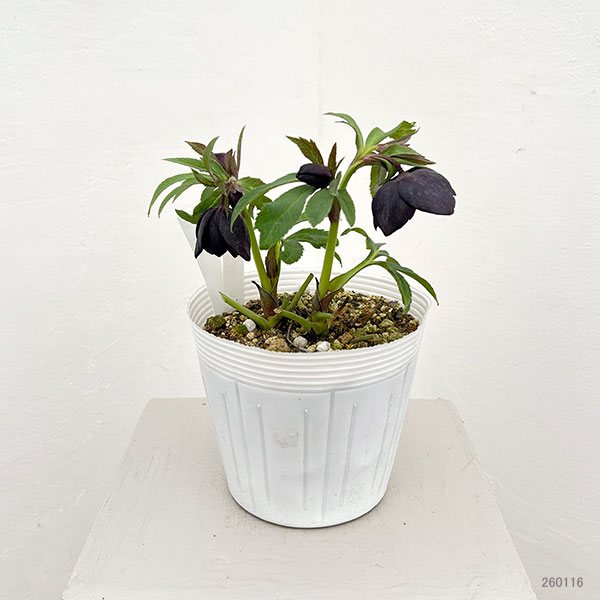 松村ナーセリーさんのクリスマスローズ:26-47シングル ブラック/5号ポット【現品販売】