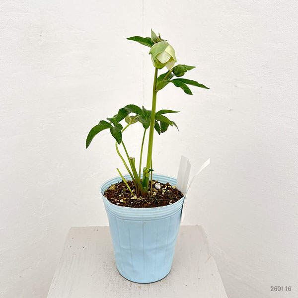 松村ナーセリーさんのクリスマスローズ：26-48ダブル（多弁系）　ホワイト／4号ロングポット【現品販売】