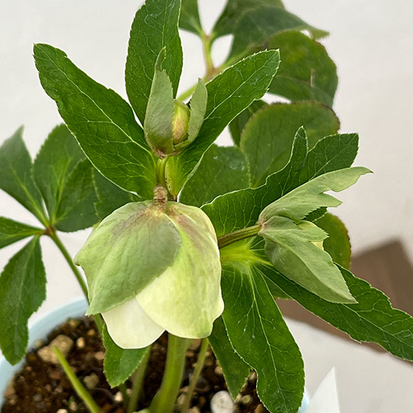 松村ナーセリーさんのクリスマスローズ:26-48ダブル(多弁系) ホワイト/4号ロングポット【現品販売】(咲き進み~開花終了株)