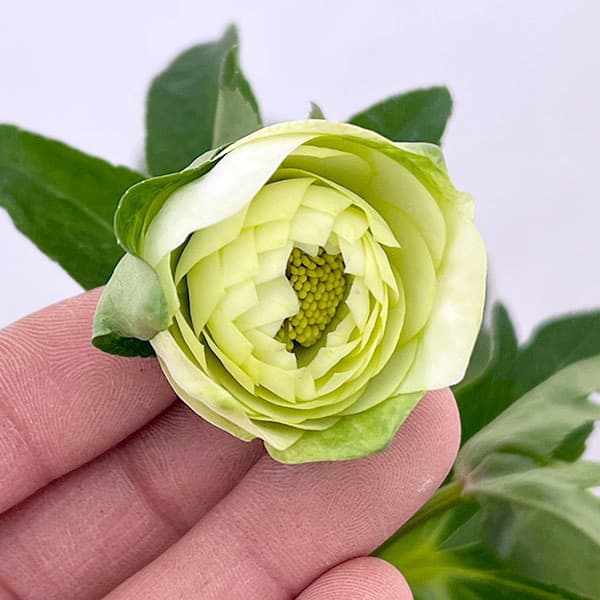 松村ナーセリーさんのクリスマスローズ:26-48ダブル(多弁系) ホワイト/4号ロングポット【現品販売】(咲き進み~開花終了株)