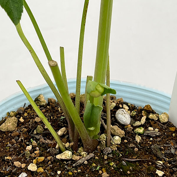 松村ナーセリーさんのクリスマスローズ:26-48ダブル(多弁系) ホワイト/4号ロングポット【現品販売】(咲き進み~開花終了株)