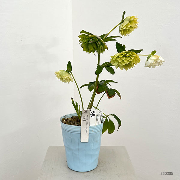 松村ナーセリーさんのクリスマスローズ:26-48ダブル(多弁系) ホワイト/4号ロングポット【現品販売】(咲き進み~開花終了株)