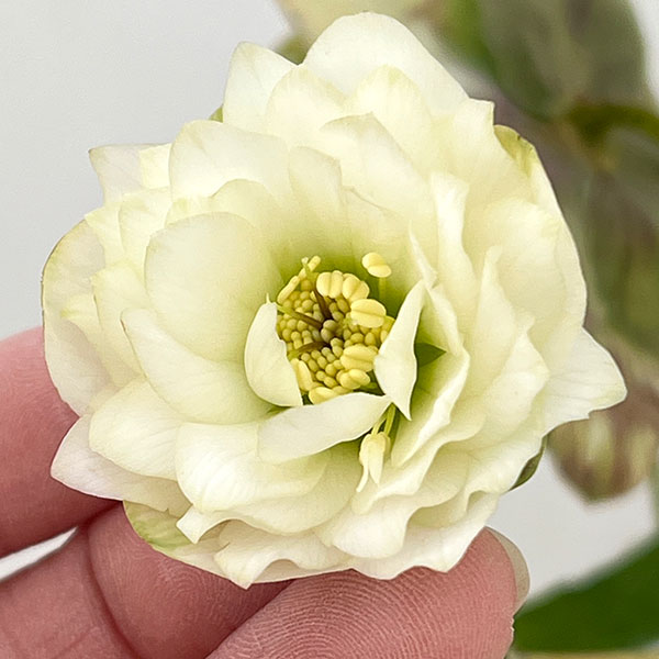 松村ナーセリーさんのクリスマスローズ:26-48ダブル(多弁系) ホワイト/4号ロングポット【現品販売】(咲き進み~開花終了株)