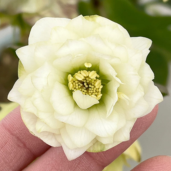 松村ナーセリーさんのクリスマスローズ:26-48ダブル(多弁系) ホワイト/4号ロングポット【現品販売】(咲き進み~開花終了株)