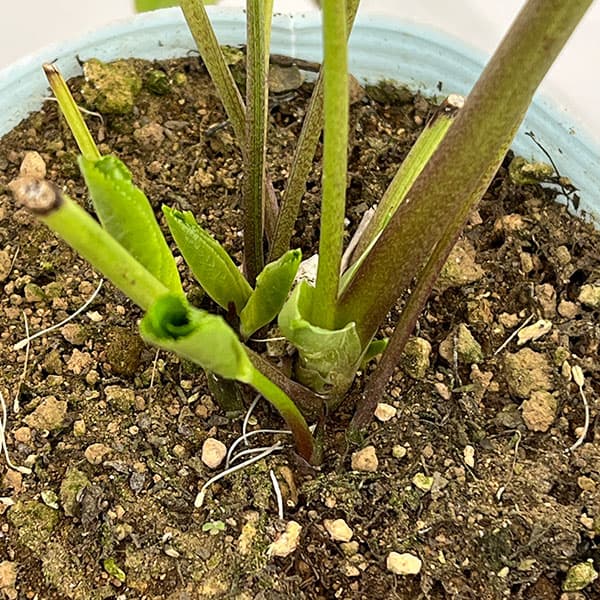 松村ナーセリーさんのクリスマスローズ:26-48ダブル(多弁系) ホワイト/4号ロングポット【現品販売】(咲き進み~開花終了株)