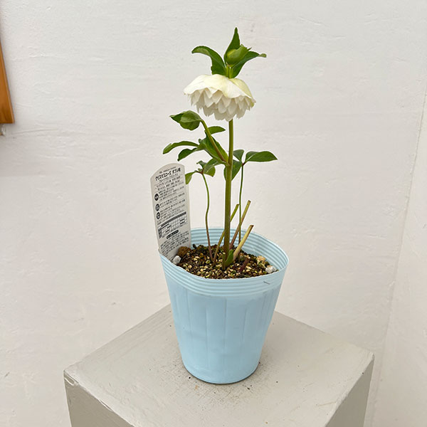 松村ナーセリーさんのクリスマスローズ：26-49ダブル　ホワイト／4号ロングポット【現品販売】