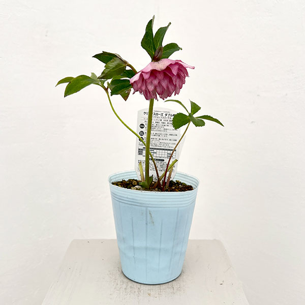 松村ナーセリーさんのクリスマスローズ：26-50ダブル　ピンク／4号ロングポット【現品販売】