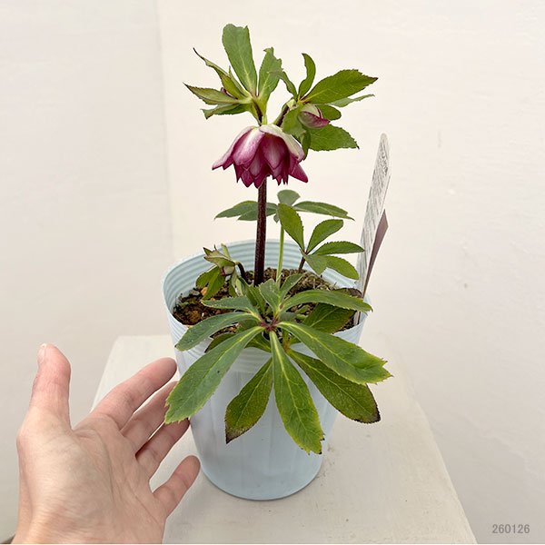 松村ナーセリーさんのクリスマスローズ:26-51ダブル フルーツドロップス/4号ロングポット【現品販売】