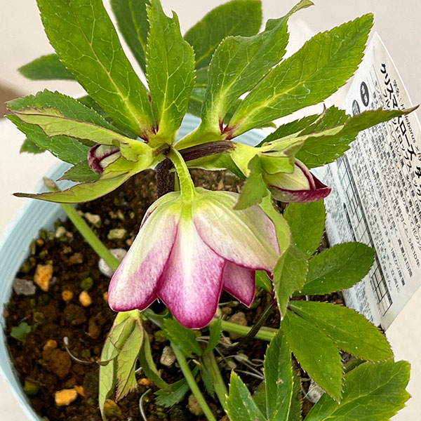 松村ナーセリーさんのクリスマスローズ:26-51ダブル フルーツドロップス/4号ロングポット【現品販売】