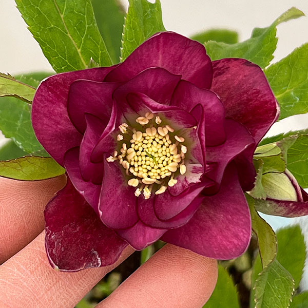 松村ナーセリーさんのクリスマスローズ:26-51ダブル フルーツドロップス/4号ロングポット【現品販売】