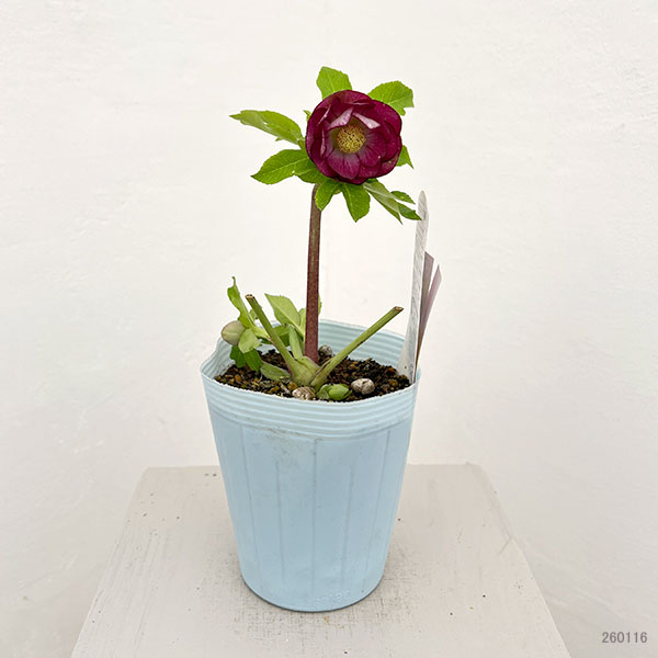 松村ナーセリーさんのクリスマスローズ:26-52ダブルフルーツドロップス ピンクバイカラー/4号ロングポット【現品販売】