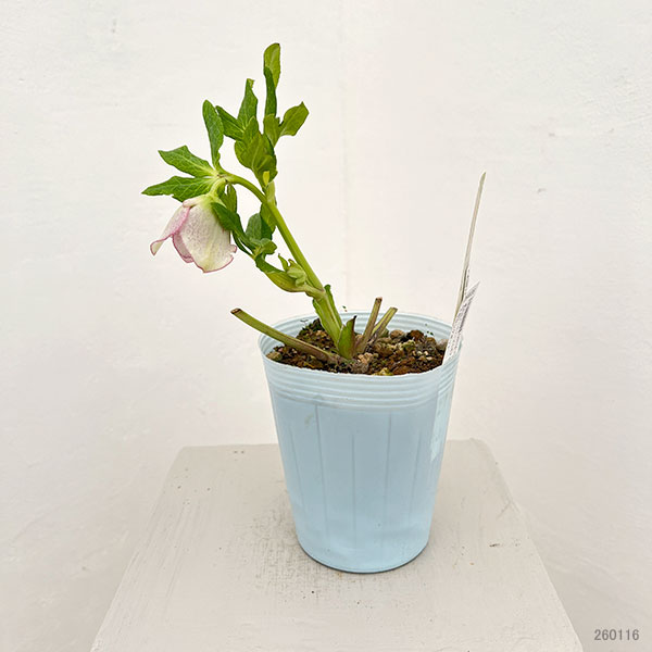 松村ナーセリーさんのクリスマスローズ:26-53ダブルラブリーピンク ブロッチ/4号ロングポット【現品販売】