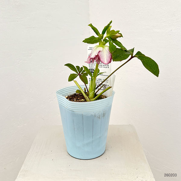 松村ナーセリーさんのクリスマスローズ：26-54ダブル　ラブリーピンク／4号ロングポット【現品販売】