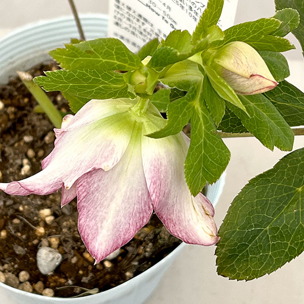 松村ナーセリーさんのクリスマスローズ：26-54ダブル　ラブリーピンク／4号ロングポット【現品販売】