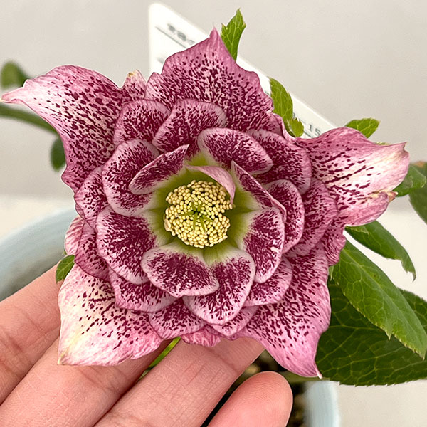 松村ナーセリーさんのクリスマスローズ：26-54ダブル　ラブリーピンク／4号ロングポット【現品販売】