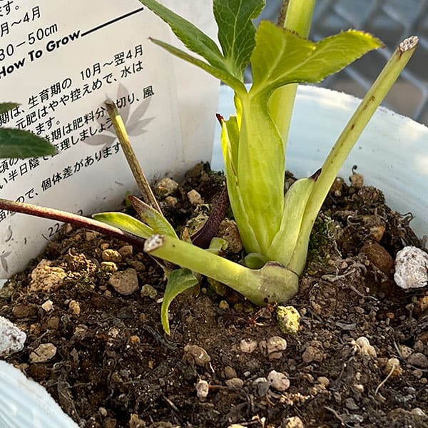 松村ナーセリーさんのクリスマスローズ：26-54ダブル　ラブリーピンク／4号ロングポット【現品販売】