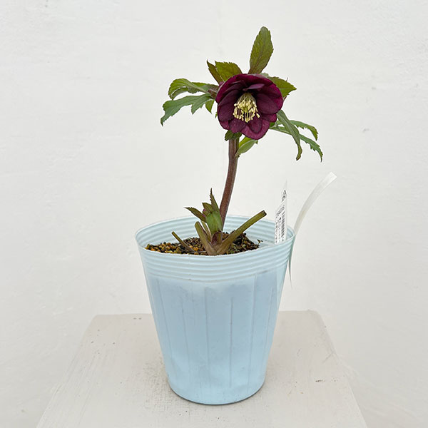 松村ナーセリーさんのクリスマスローズ：26-55ダブル　パープル／4号ロングポット【現品販売】