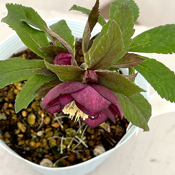 松村ナーセリーさんのクリスマスローズ：26-55ミニダブル　パープル／4号ロングポット【現品販売】（咲き進み～開花終了株）