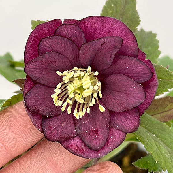 松村ナーセリーさんのクリスマスローズ：26-55ミニダブル　パープル／4号ロングポット【現品販売】（咲き進み～開花終了株）