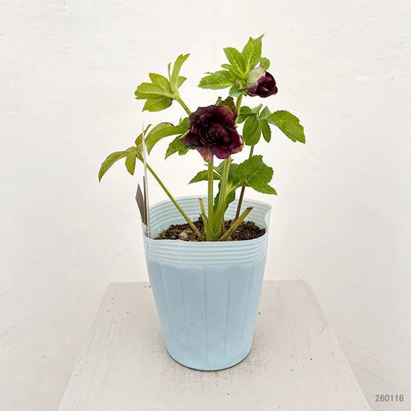松村ナーセリーさんのクリスマスローズ:26-57ダブルフルーツドロップス/4号ロングポット【現品販売】