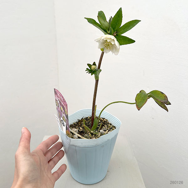 松村ナーセリーさんのクリスマスローズ：26-58ダブル　フルーツドロップス／4号ロングポット【現品販売】