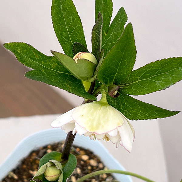 松村ナーセリーさんのクリスマスローズ：26-58ダブル　フルーツドロップス／4号ロングポット【現品販売】