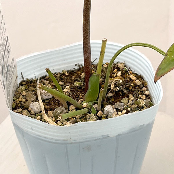 松村ナーセリーさんのクリスマスローズ：26-58ダブル　フルーツドロップス／4号ロングポット【現品販売】