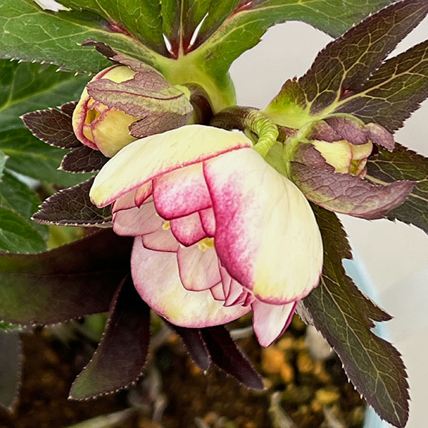 松村ナーセリーさんのクリスマスローズ：26-59ダブルフルーツドロップス　IROHAシリーズ（銅葉・黒葉交配）／4号ロングポット