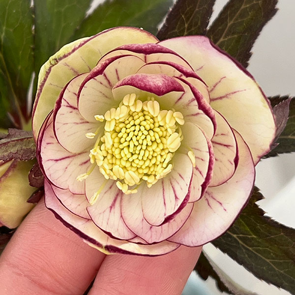 松村ナーセリーさんのクリスマスローズ：26-59ダブルフルーツドロップス　IROHAシリーズ（銅葉・黒葉交配）／4号ロングポット