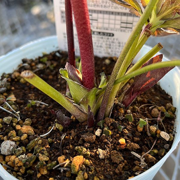 松村ナーセリーさんのクリスマスローズ：26-59ダブルフルーツドロップス　IROHAシリーズ（銅葉・黒葉交配）／4号ロングポット