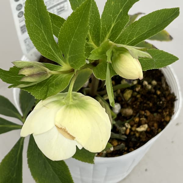 松村ナーセリーさんのクリスマスローズ：26-60シングル　フルーツドロップスホワイト／4号ロングポット【現品販売】（咲き進み～開花終了株）