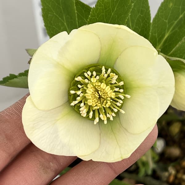 松村ナーセリーさんのクリスマスローズ：26-60シングル　フルーツドロップスホワイト／4号ロングポット【現品販売】（咲き進み～開花終了株）