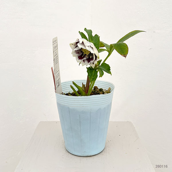 松村ナーセリーさんのクリスマスローズ：26-61ダブル　ホワイトブロッチ／4号ロングポット【現品販売】